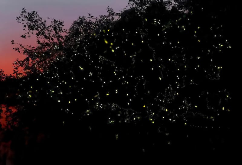 Firefly colony emitting lights