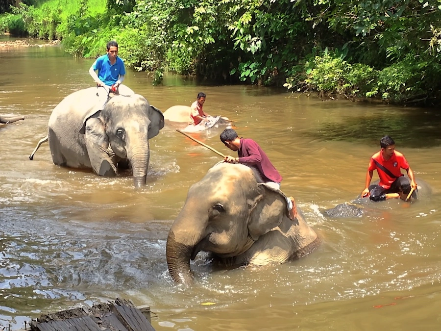 daily elephants and mahouts bathing activities