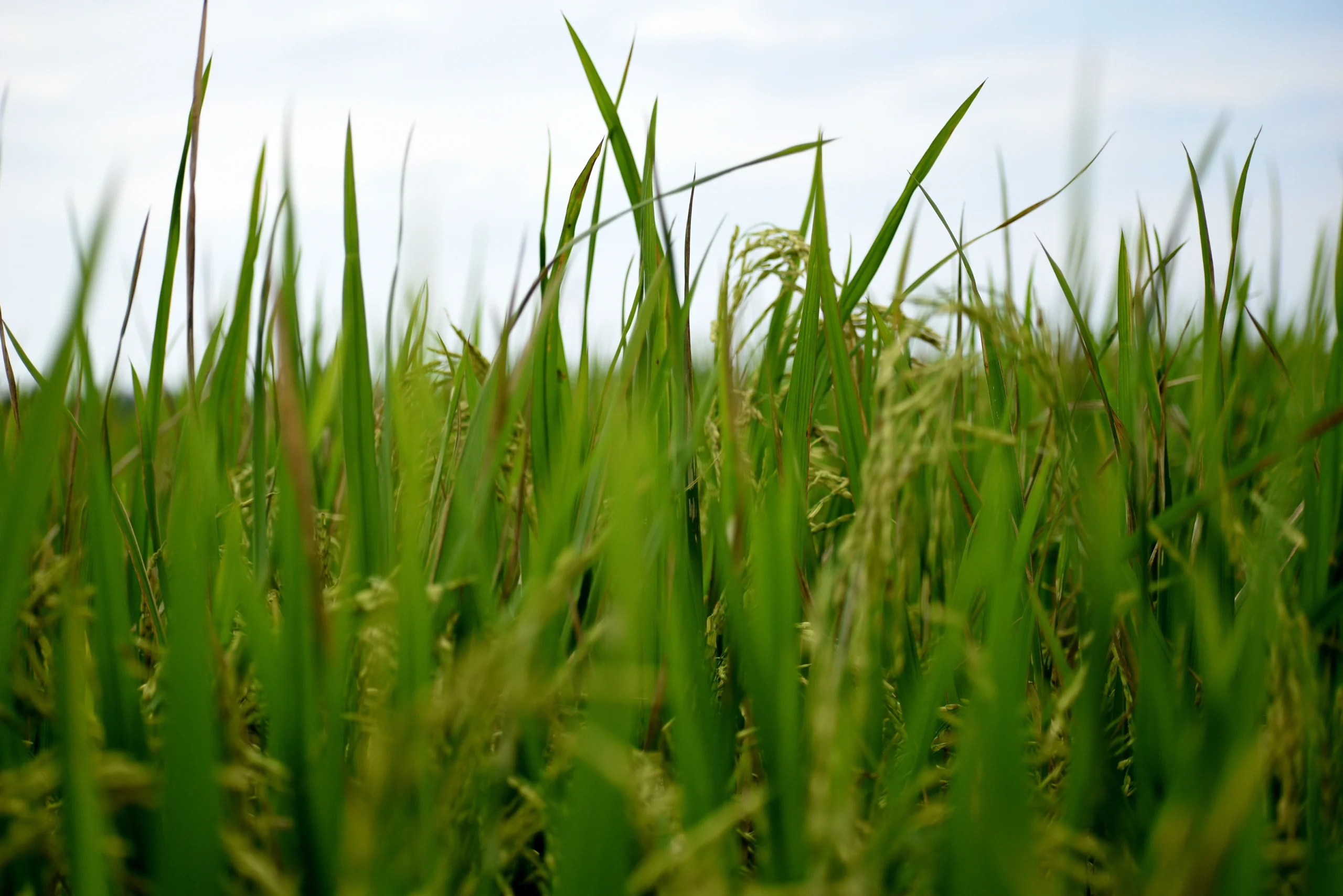 the rice plants